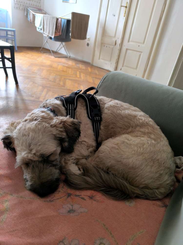Hundetreffen-Spielpartner:in Gesuch-Profilbild
