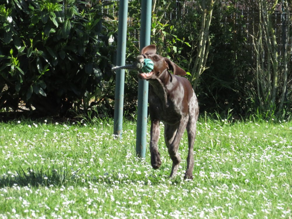 Hundetreffen-Suche feste, souveräne Sozialkontakte für meinen Hund im Raum Borna-Profilbild