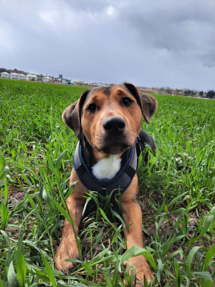 Hundetreffen-Souveräner Spielpartner gesucht-Profilbild