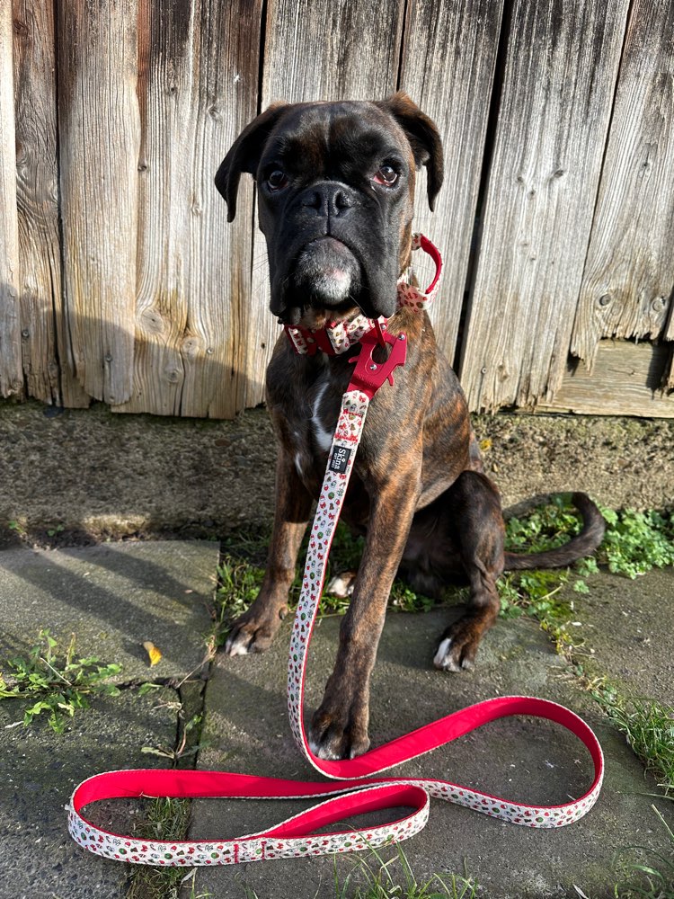 Hundetreffen-Social Walk-Profilbild