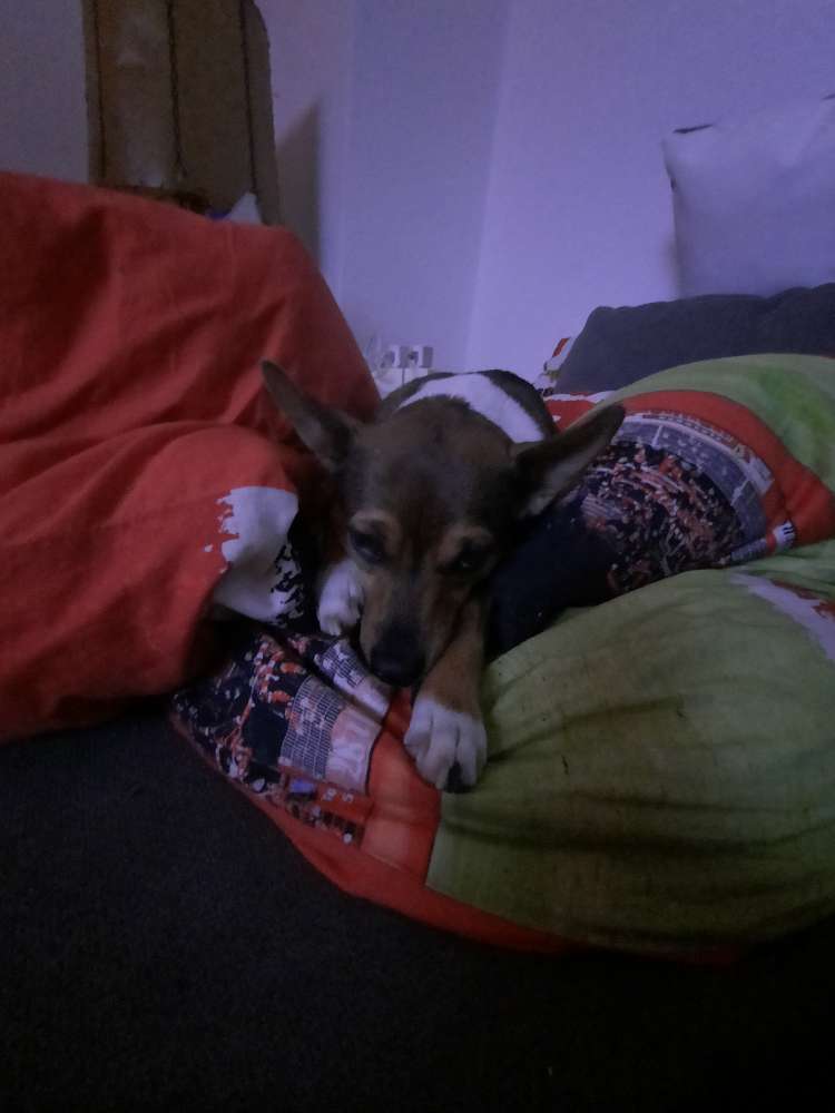 Hundetreffen-Klein Hunde-Profilbild