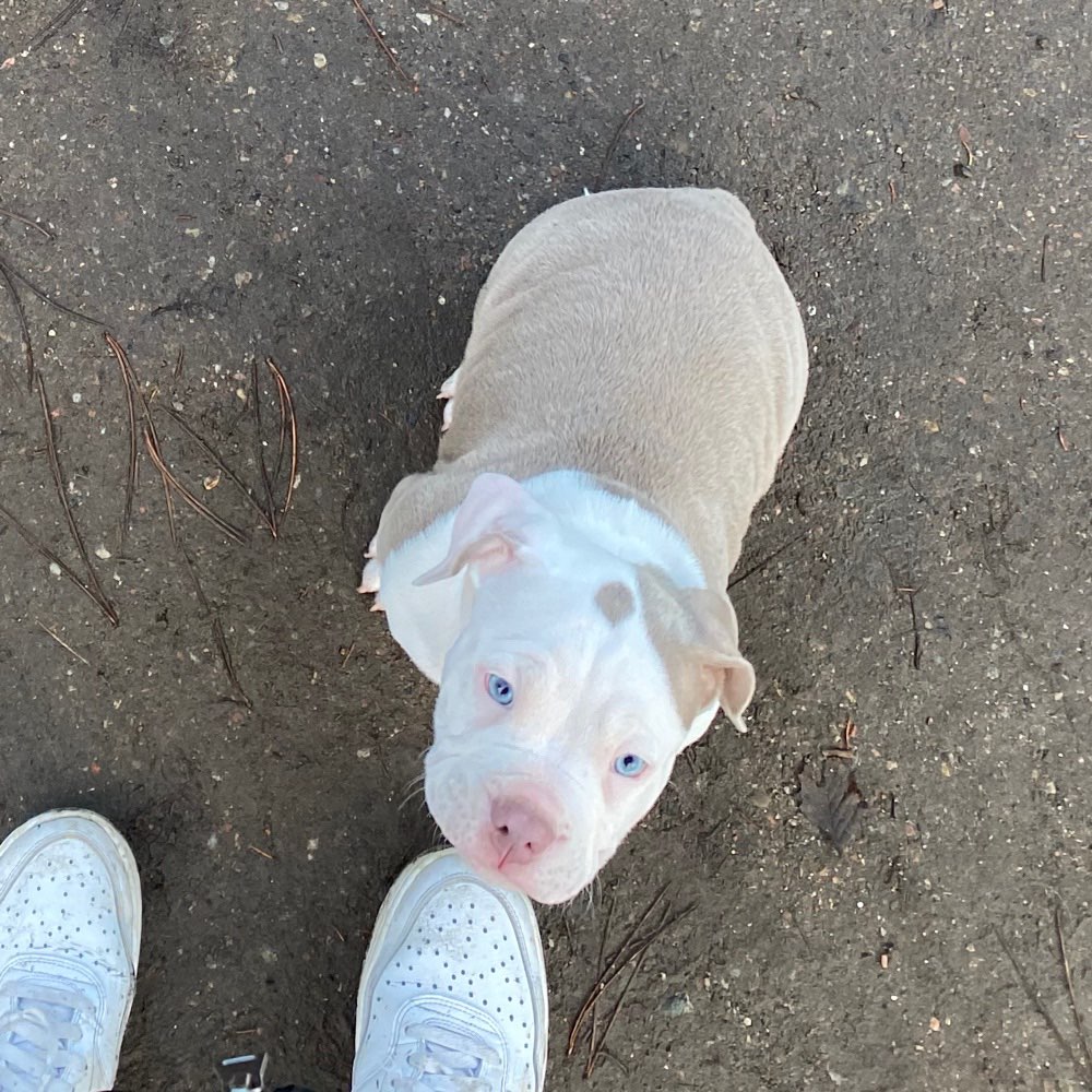 Hundetreffen-Welpentreffen im Westlichen-Profilbild