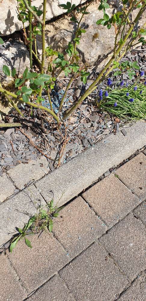 Giftköder-Blaukorn-Profilbild