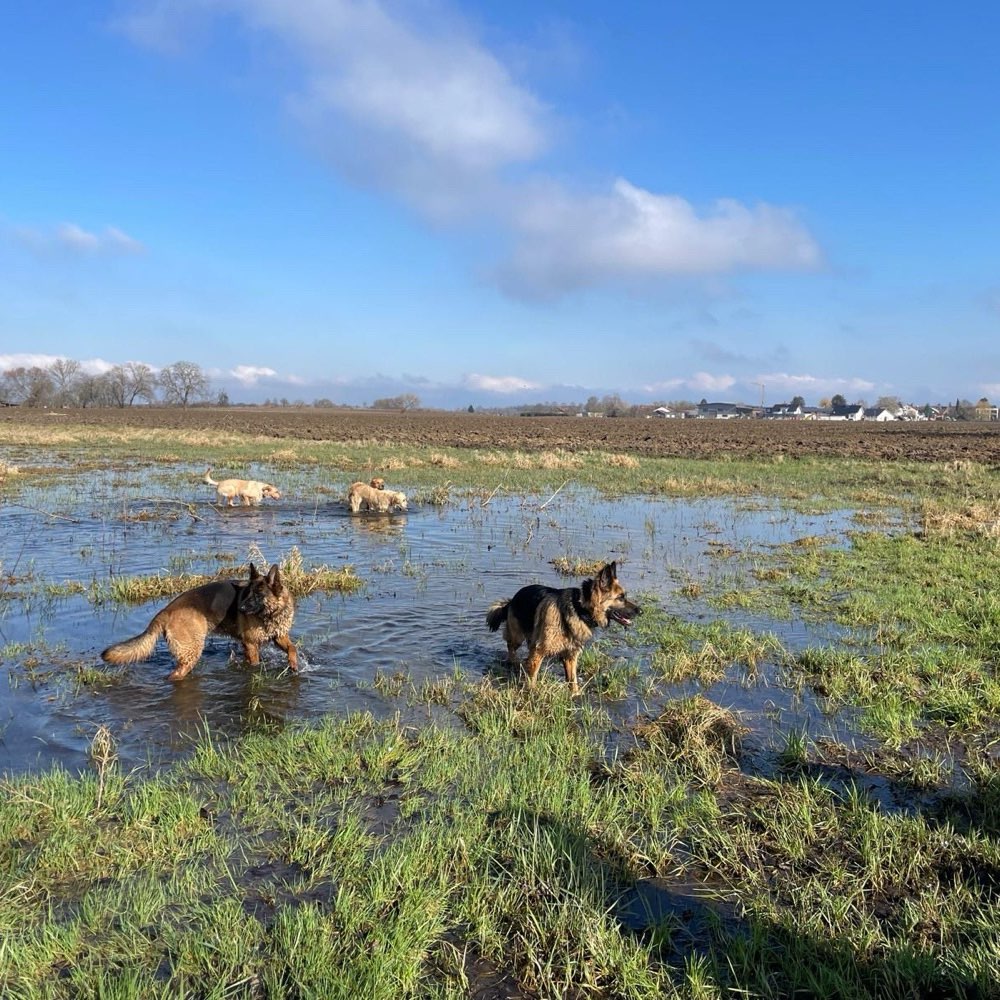 Hundetreffen-Spaziergang-Profilbild