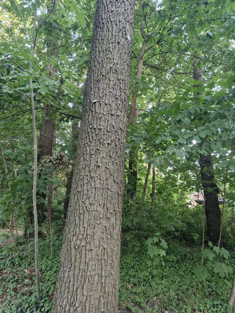 Giftköder-EPS-Profilbild