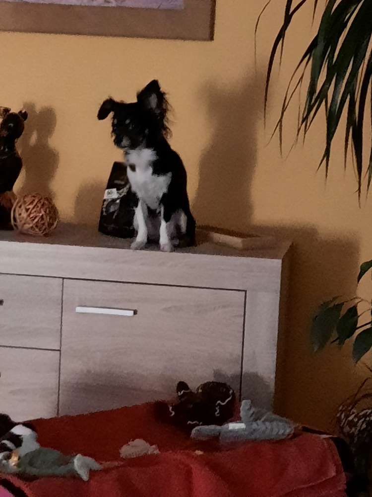 Hundetreffen-Hallo ich bin neu hier und suche leute zum gemeinsamen spazieren gehen .  Amira ist 1jahr 6 monate-Profilbild