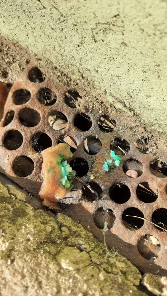 Giftköder-Lachs und Leberwurst-Profilbild