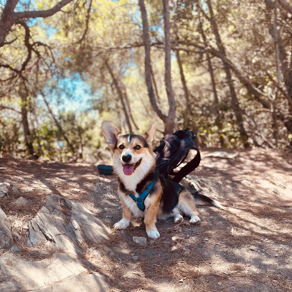 Hundetreffen-Watson sucht neue Freunde zum Spielen und Toben-Profilbild