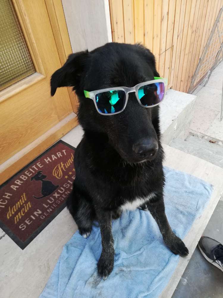 Hundetreffen-Spiel und Gassigefährten gesucht-Profilbild