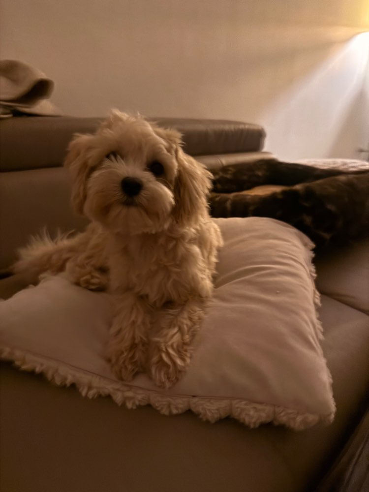Hundetreffen-Kleine Spielpartner gesucht!-Profilbild
