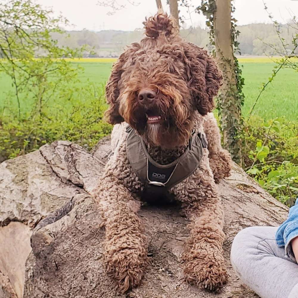 Hundetreffen-Gassi-/Spielfreunde gesucht-Profilbild