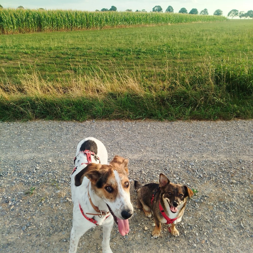 Hundetreffen-Gassi- oder Spielrunde in Ochsenhausen-Profilbild