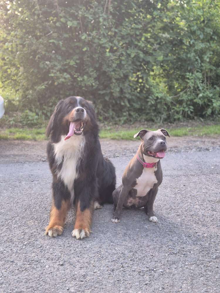 Hundetreffen-Suchen Spiel- und Trainingpartner-Profilbild