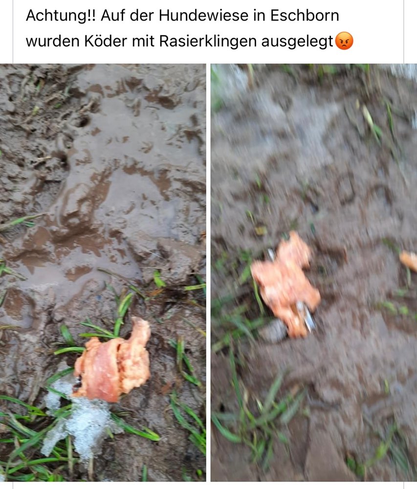 Giftköder-Köder mit Rasierklingen-Profilbild