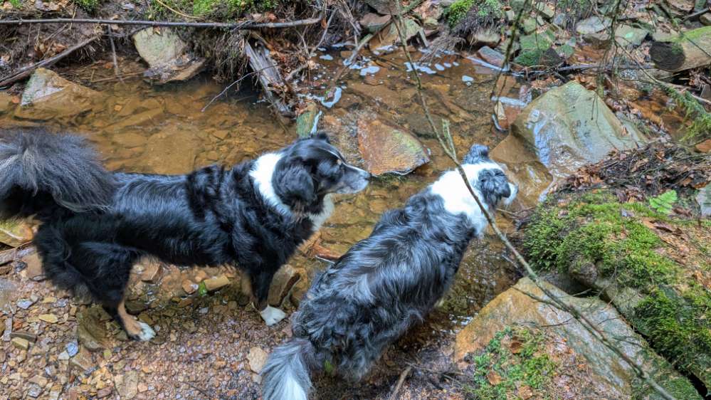 Hundetreffen-Entspannte Spaziergänge für alte Hunde.-Profilbild