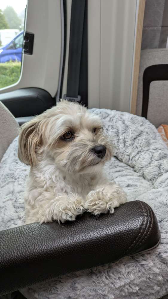 Hundetreffen-Hundetreffen in Friedberg/Hessen-Profilbild