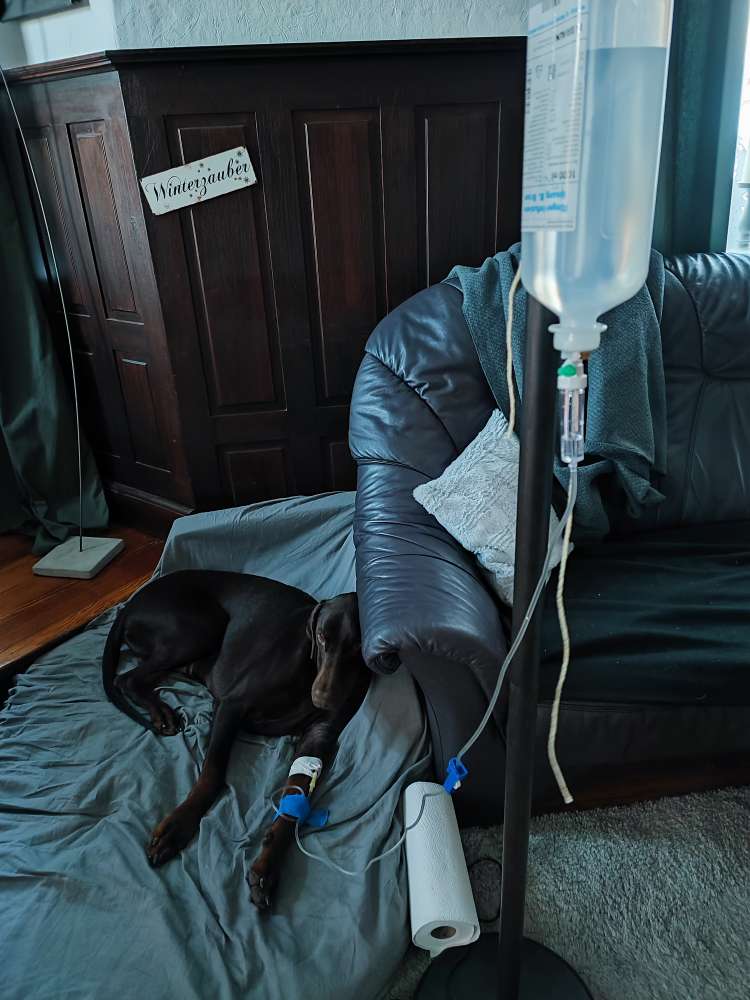 Giftköder-Toter Fisch-Profilbild