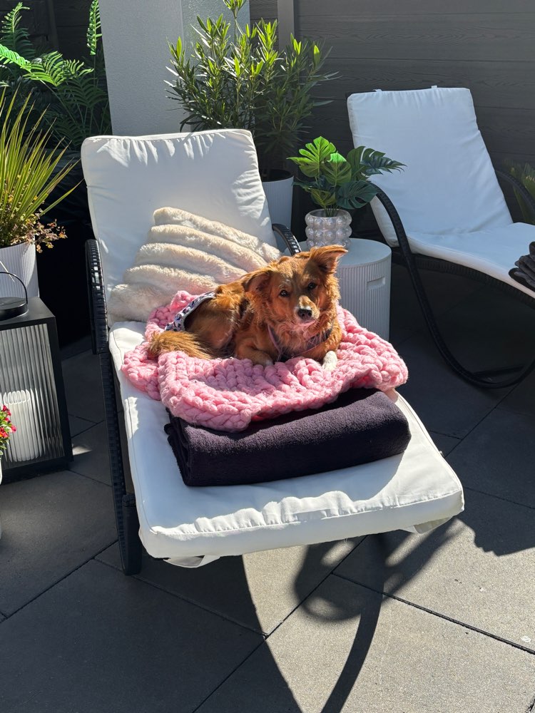 Hundetreffen-Hundefreund(e) zum Spazieren & Toben gesucht 🐾-Profilbild