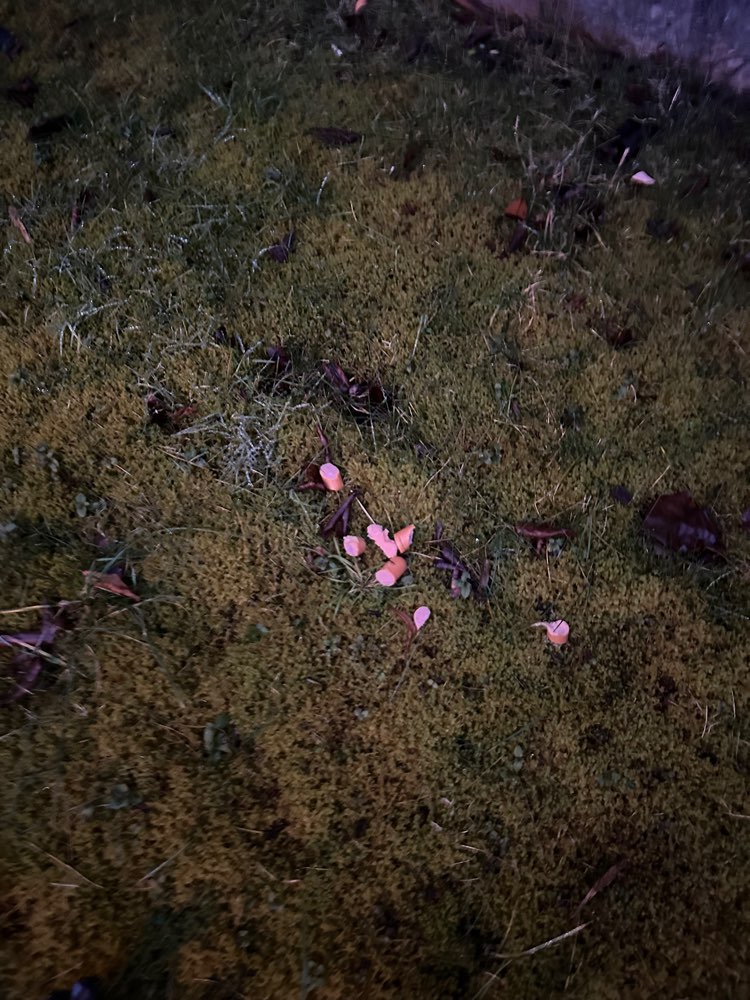 Giftköder-Wurst auf Wiese verteilt-Profilbild