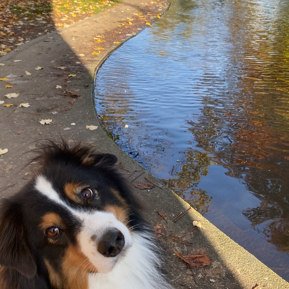 Hundetreffen-Gassi-Treff-Profilbild