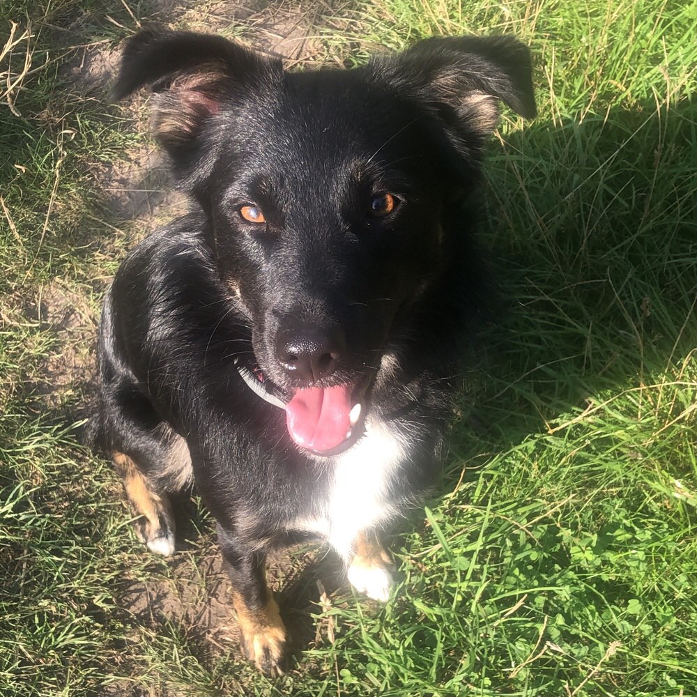 Hundetreffen-Spielen auf der Hundewiese in Gohlis Nord-Profilbild