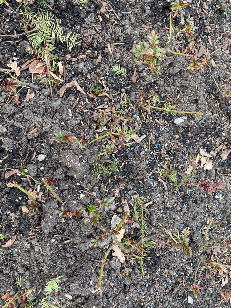 Giftköder-Blaukorn im Luitpoldpark-Profilbild