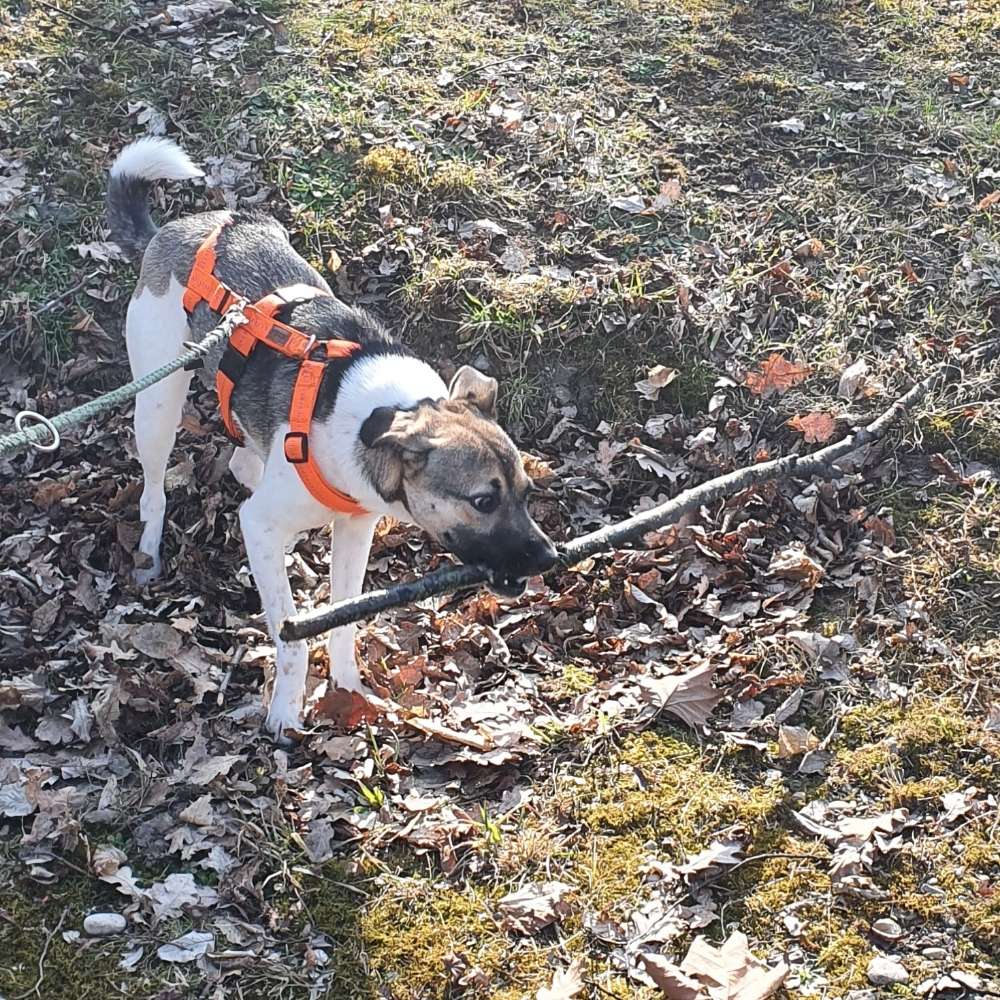 Hundetreffen-Gassi- und Trainingsrunden-Profilbild