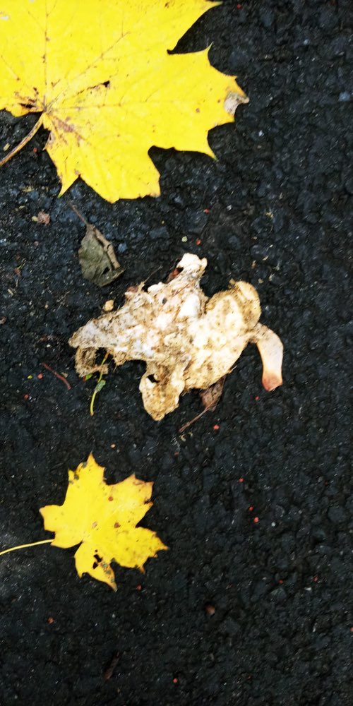 Giftköder-Giftköder in Hühnchenfleisch-Profilbild