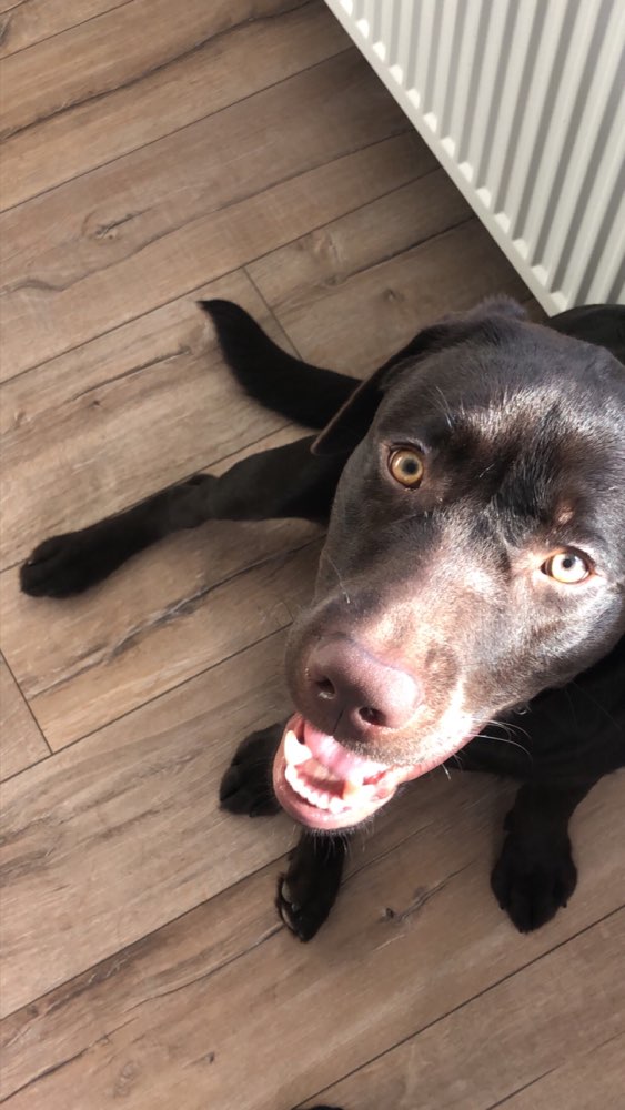 Hundetreffen-Sozialisierungs Freund gesucht 💐🌻-Profilbild