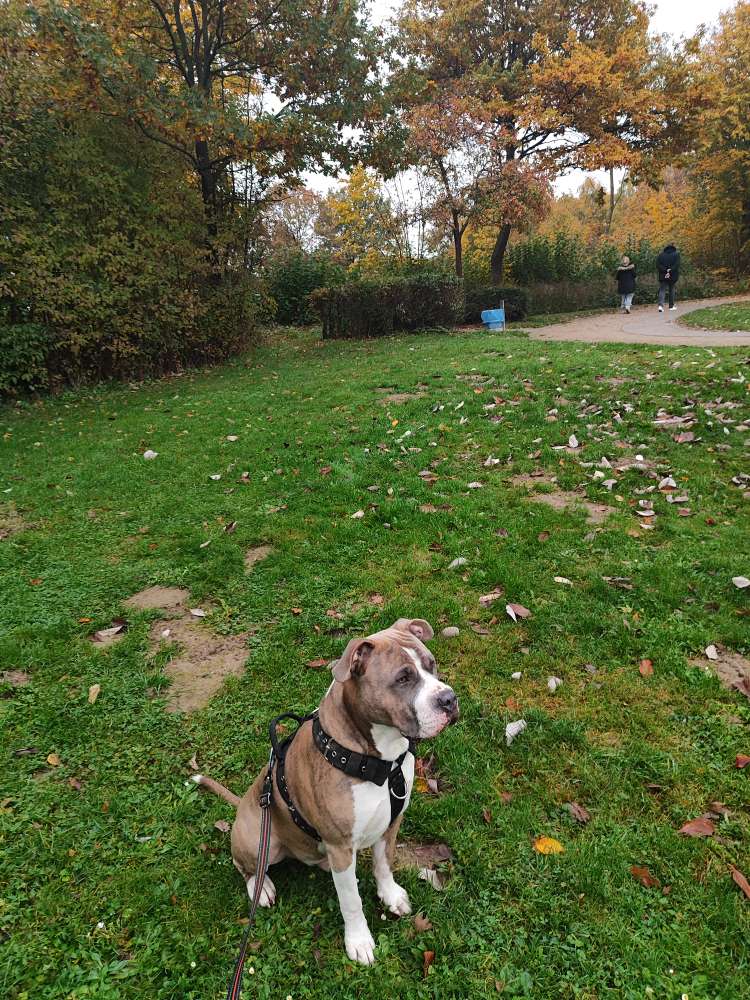 Hundetreffen-Freundliches Spieltreffen-Profilbild