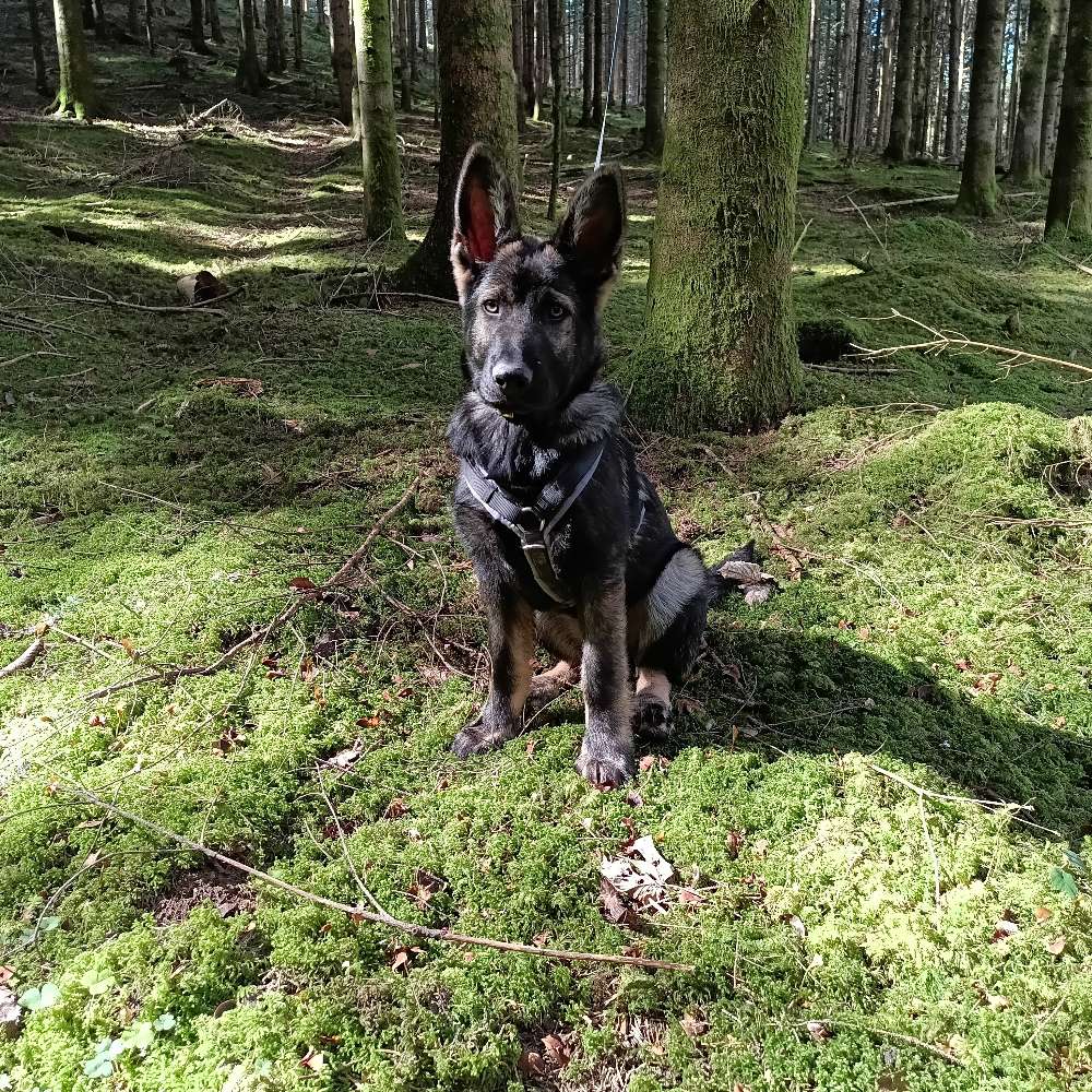 Hundetreffen-Gemeinsamer Spaziergang-Profilbild