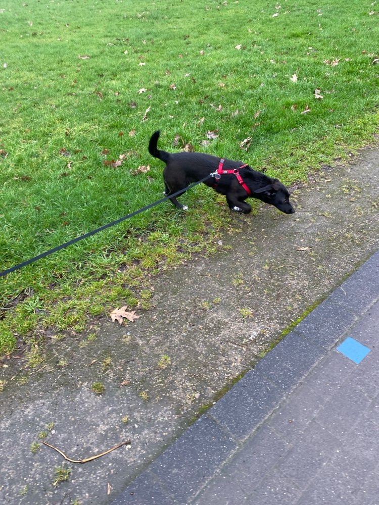 Hundetreffen-Gassirunde mit Training-Profilbild