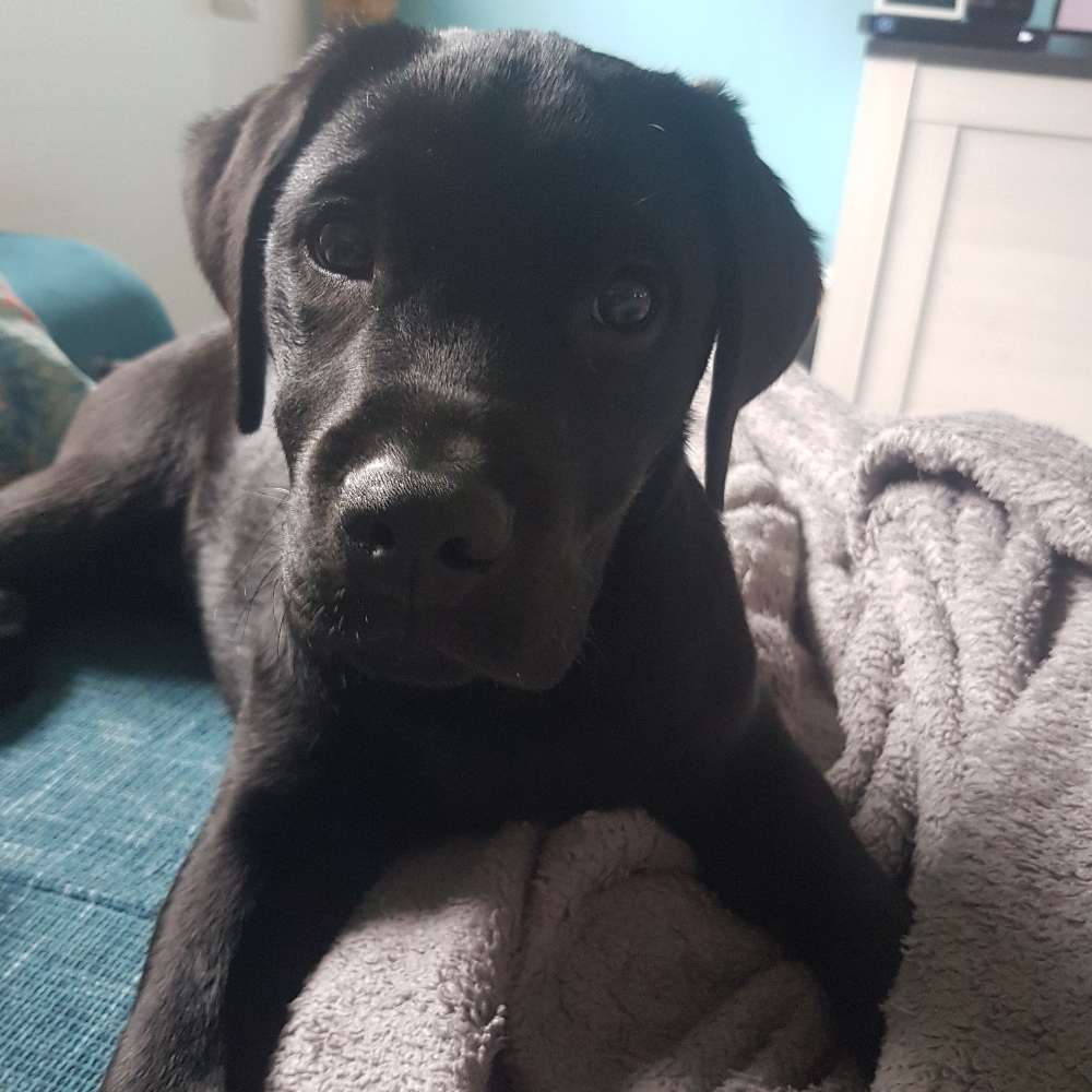 Hundetreffen-Spazieren & spielen-Profilbild