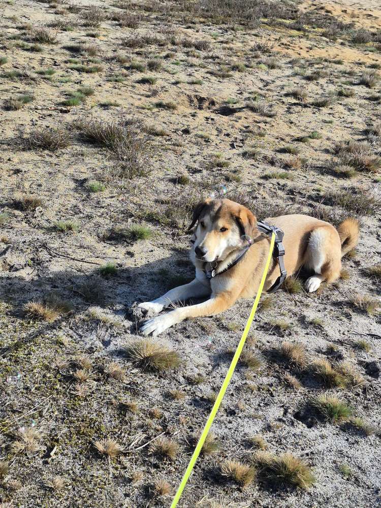 Hundetreffen-Spazieren und spielen-Profilbild