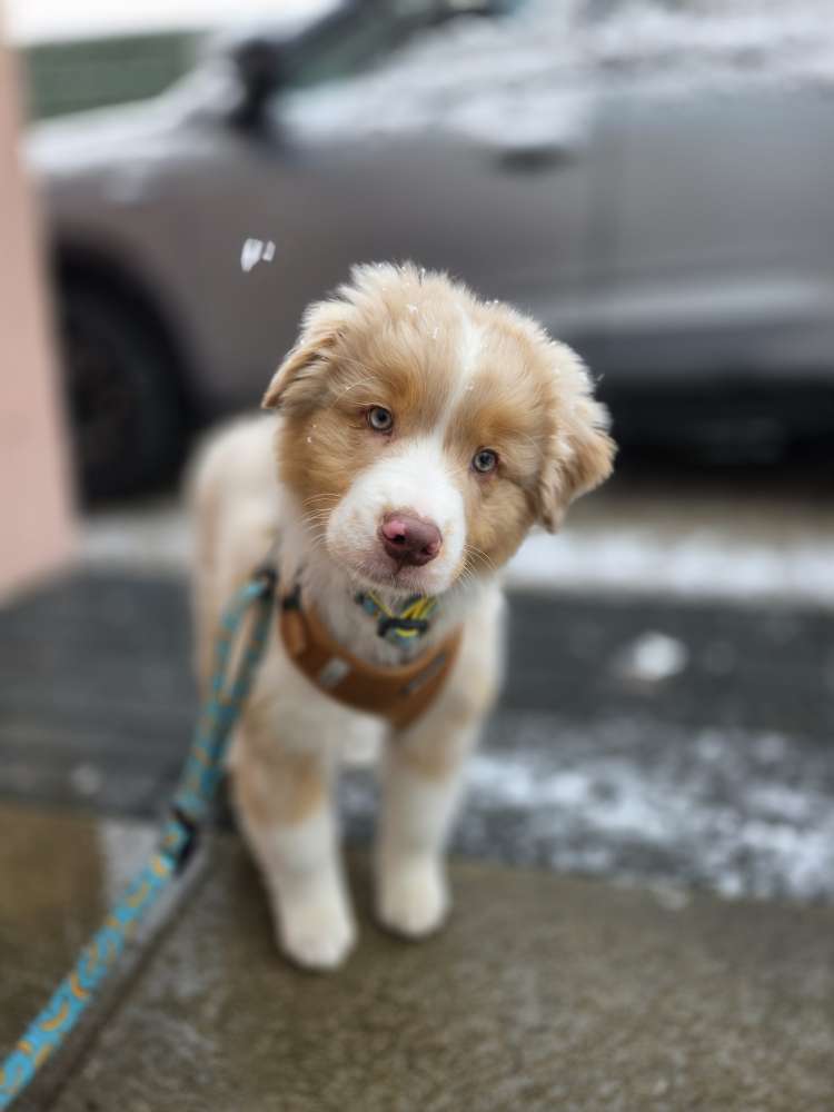 Hundetreffen-Hundebegegnungen🐶🍀-Profilbild