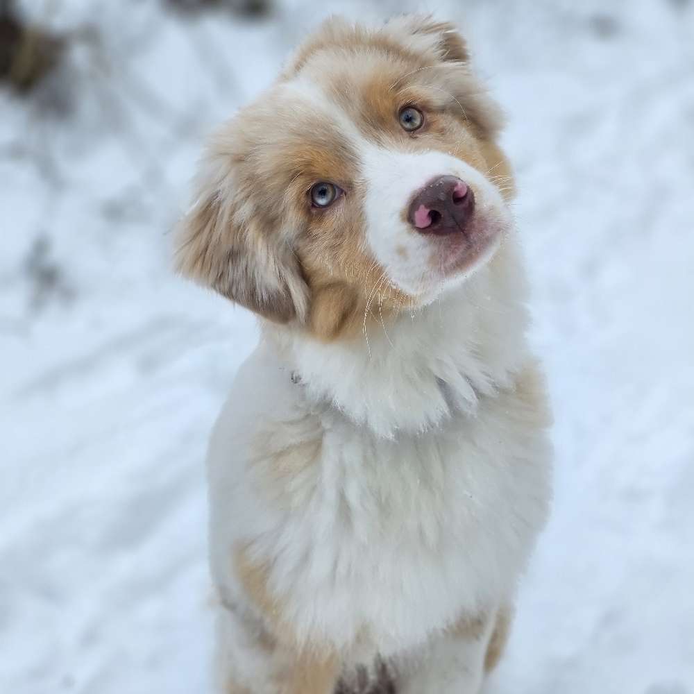 Hundetreffen-Neuer Spielfreund😊🍀-Profilbild