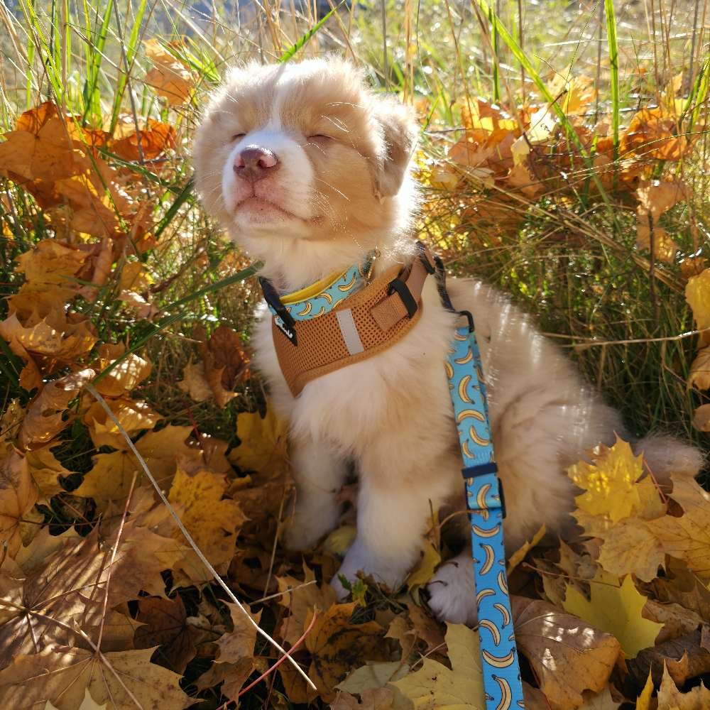 Hundetreffen-Welpentreffen Bad Reichenhall 🥰🐶-Profilbild