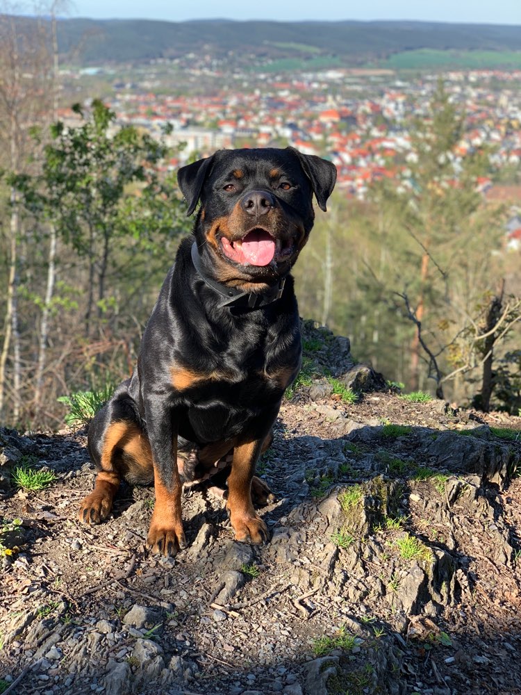 Hundetreffen-Socialwalk-Profilbild