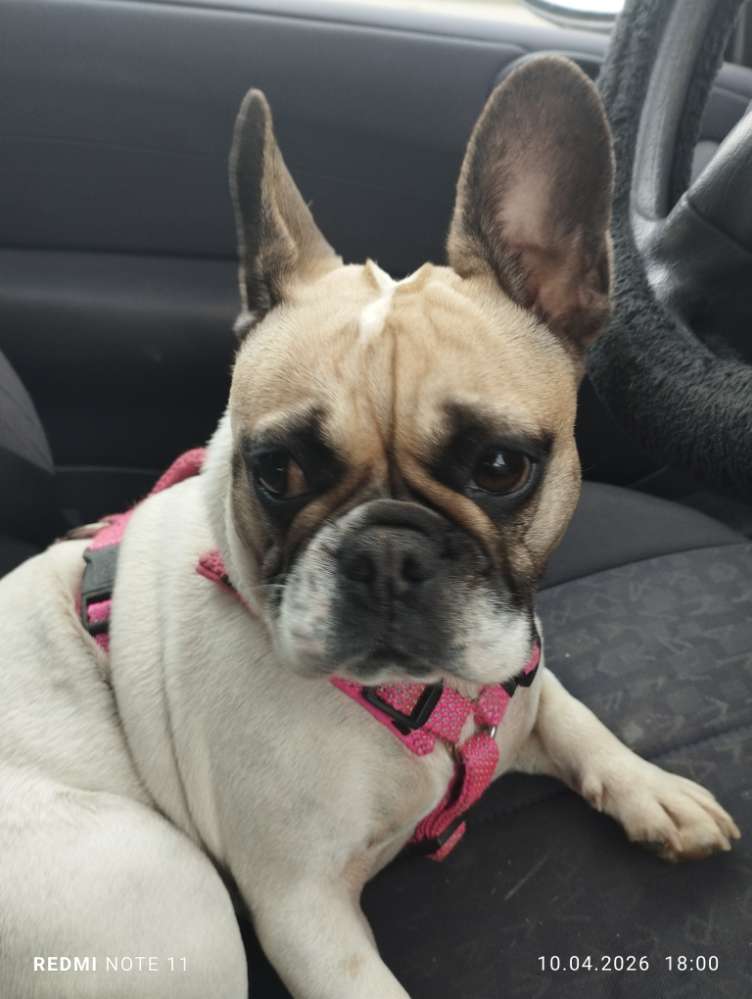 Hundetreffen-Donna sucht nach Umzug neue Spielfreude-Profilbild