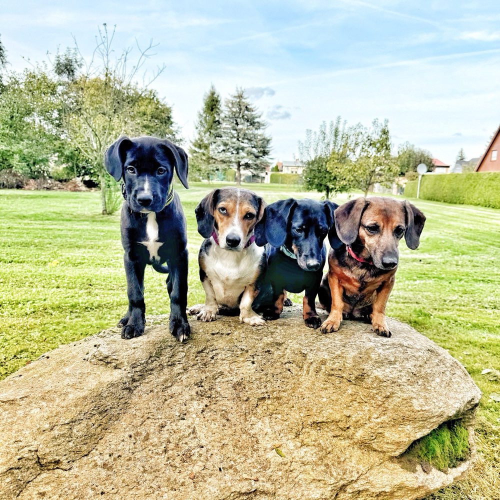 Hundetreffen-Gruppe für alle Rassen-Profilbild