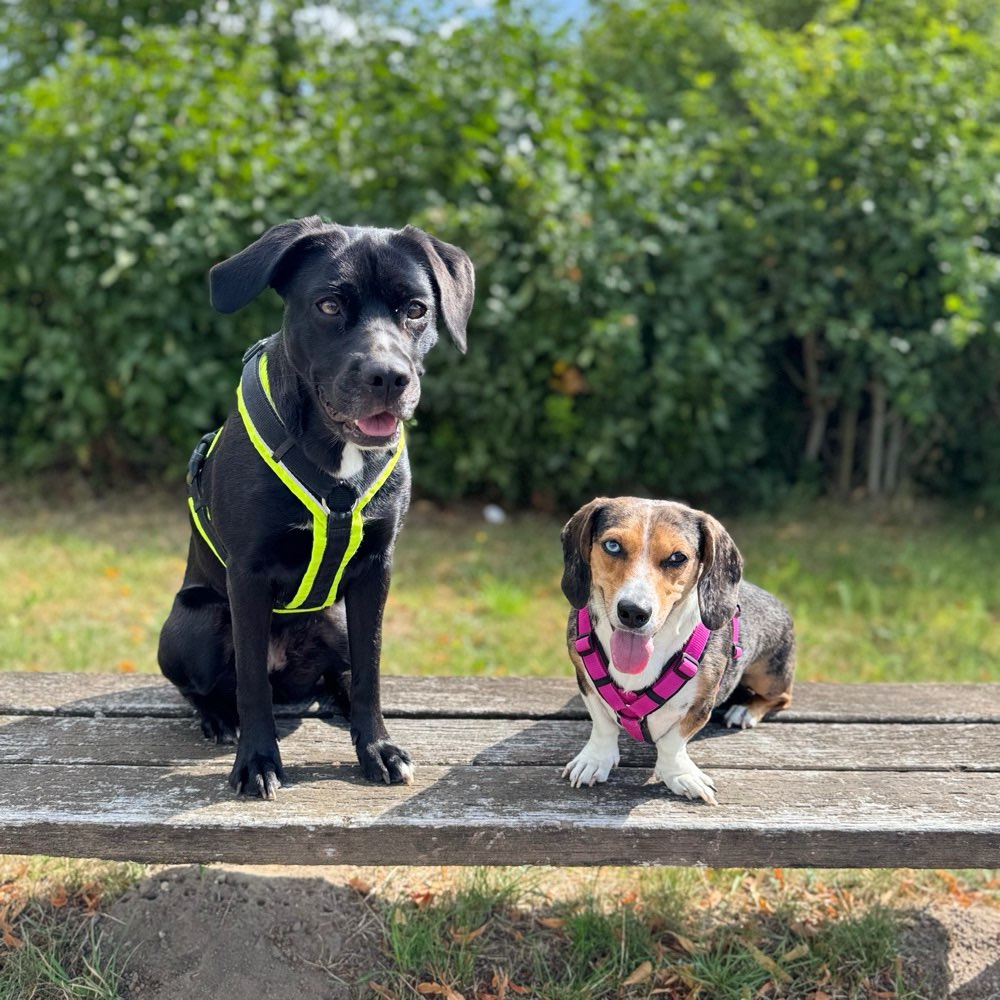 Hundetreffen-Gruppe für alle Rassen-Profilbild