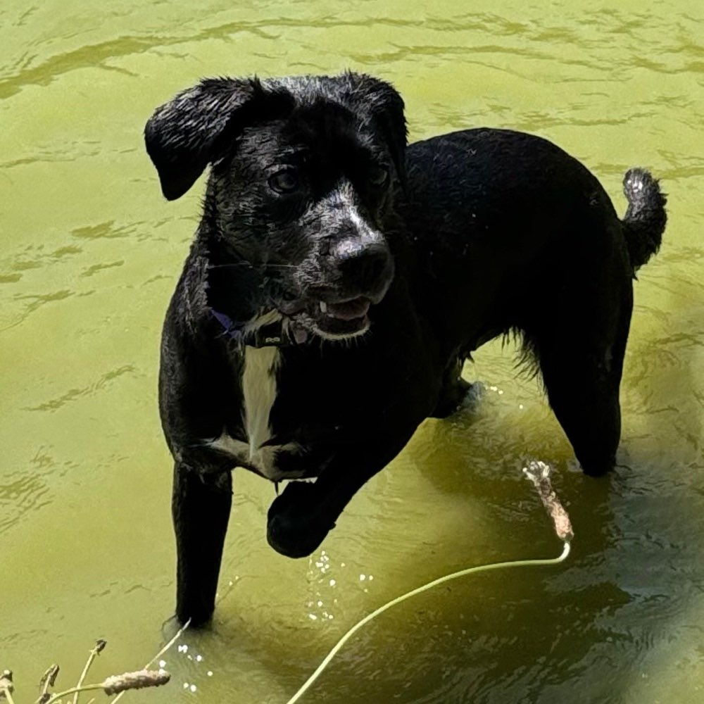 Hundetreffen-Hundekumpels gesucht!-Profilbild
