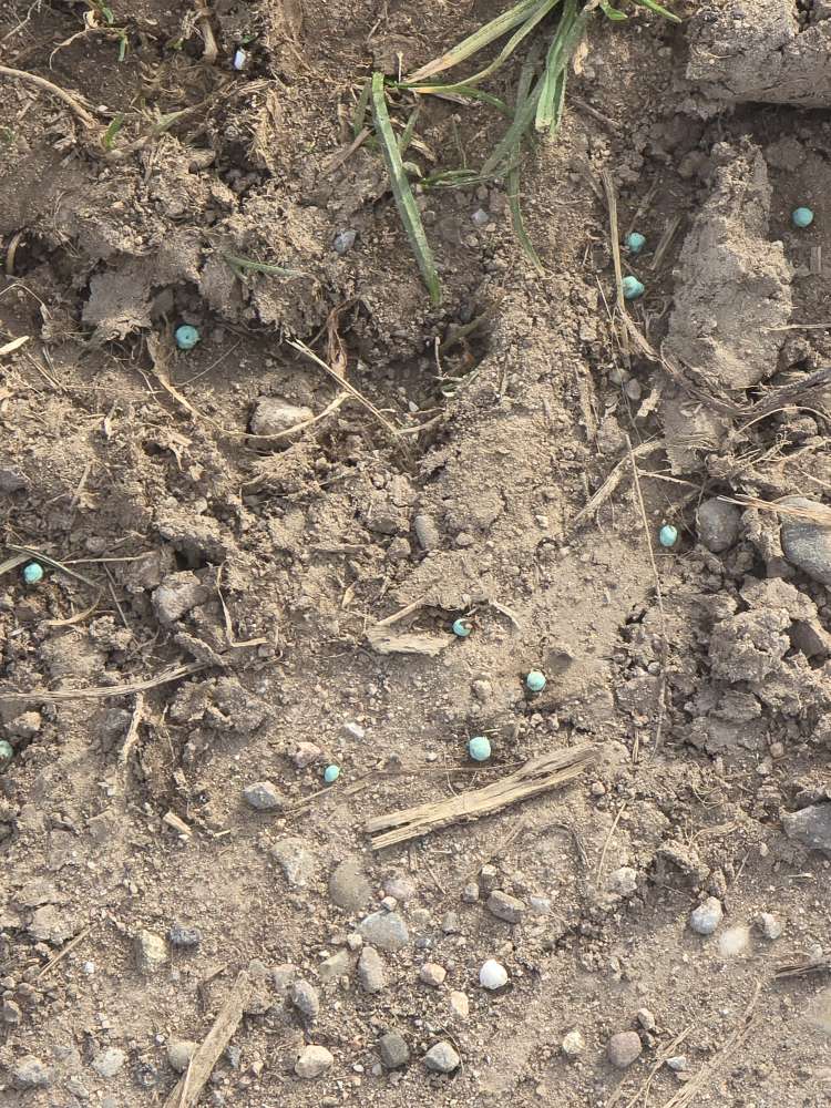 Giftköder-Vermutlich Schneckenkorn gestreut-Profilbild