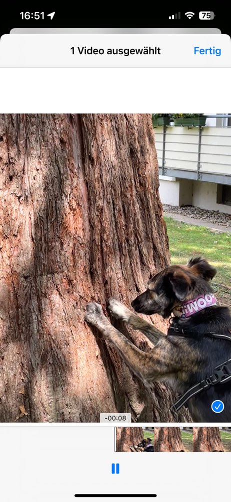 Hundetreffen-Sozialwalk/Kennenlernen/Training/evt.Spielen vielleicht ergeben sich neue Hundefreundschaften-Profilbild