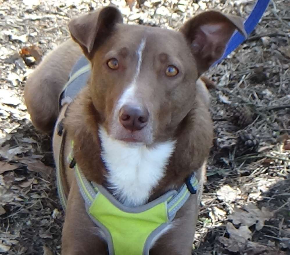 Hundetreffen-Treffen für Gassirunde-Profilbild