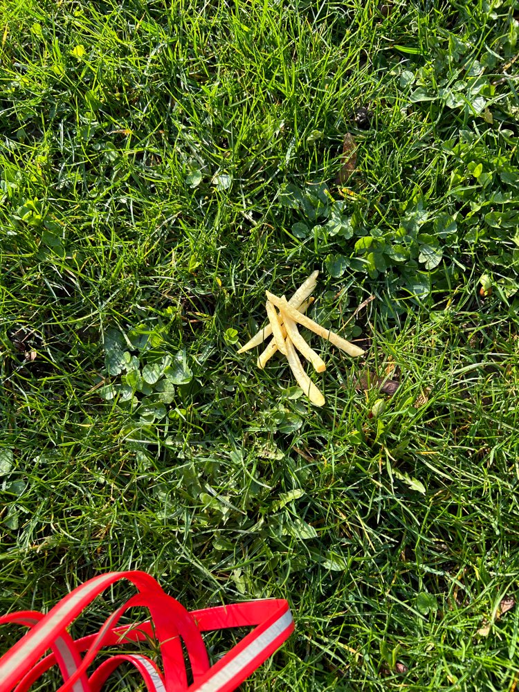 Giftköder-Möglicherweise Giftköder-Profilbild