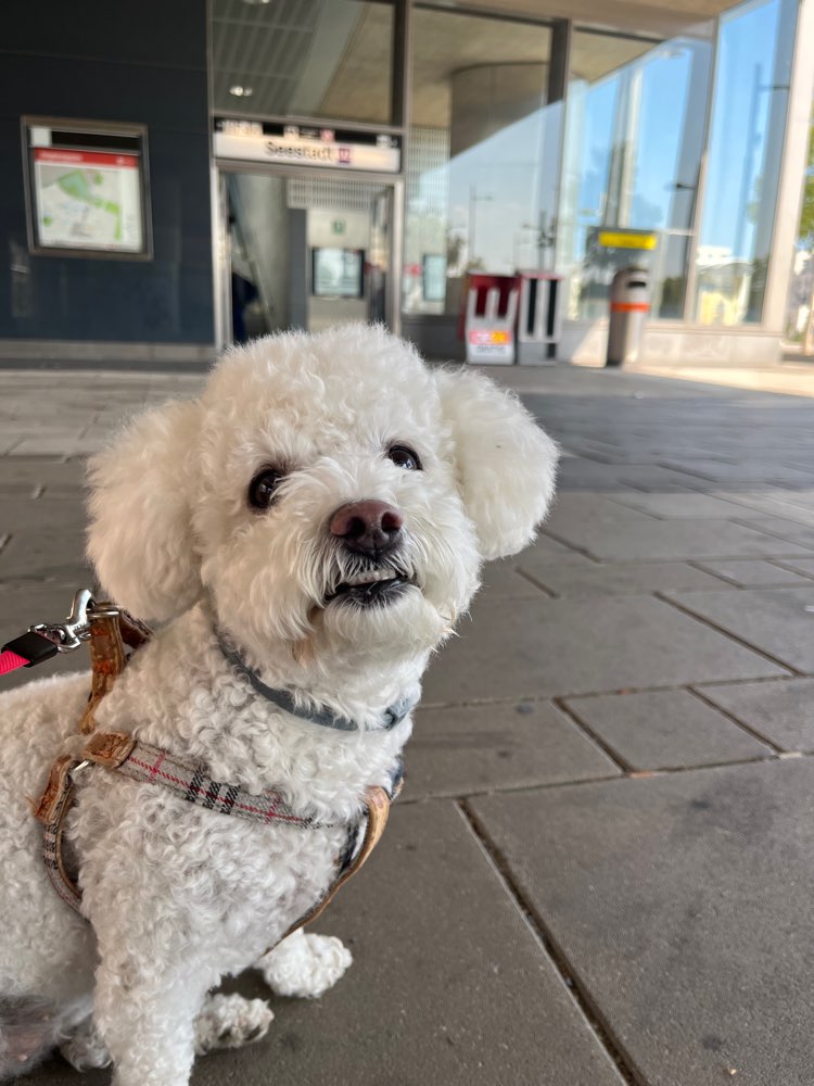 Hundetreffen-Spielen mit kleinen Hunden-Profilbild