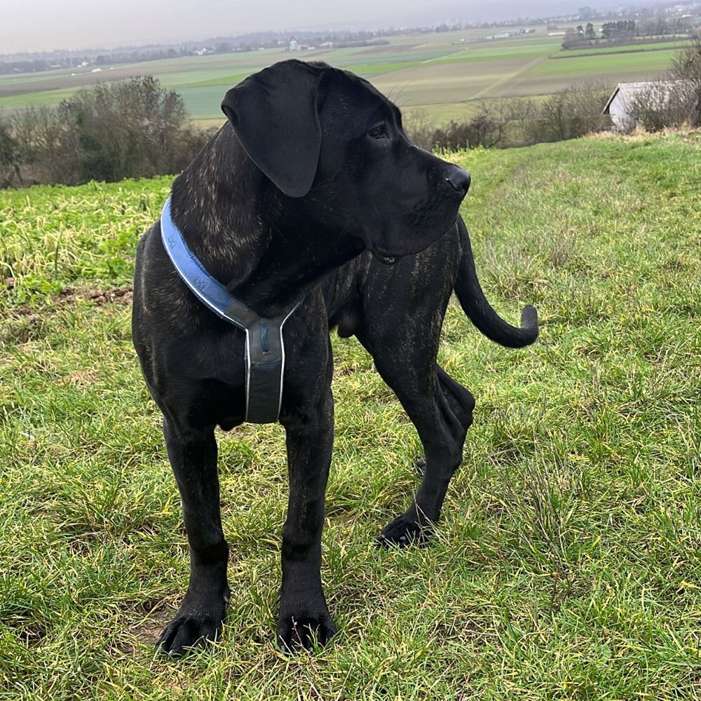 Hundetreffen-Gassigehen & spielen-Profilbild