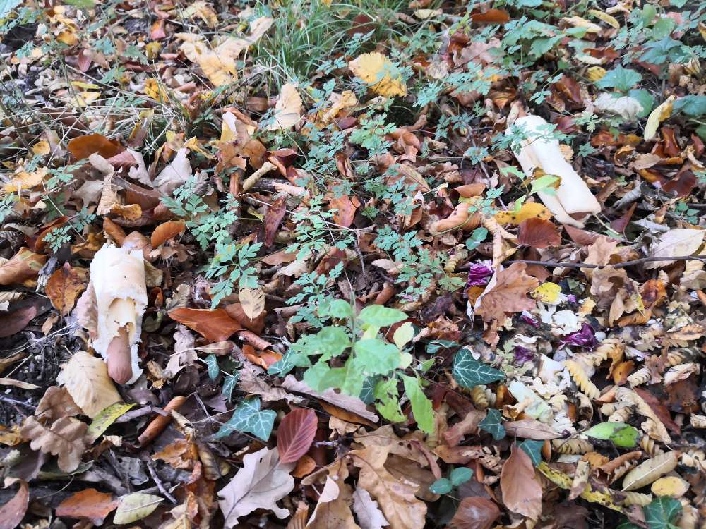 Giftköder-Diverses Essen im Wald-Profilbild