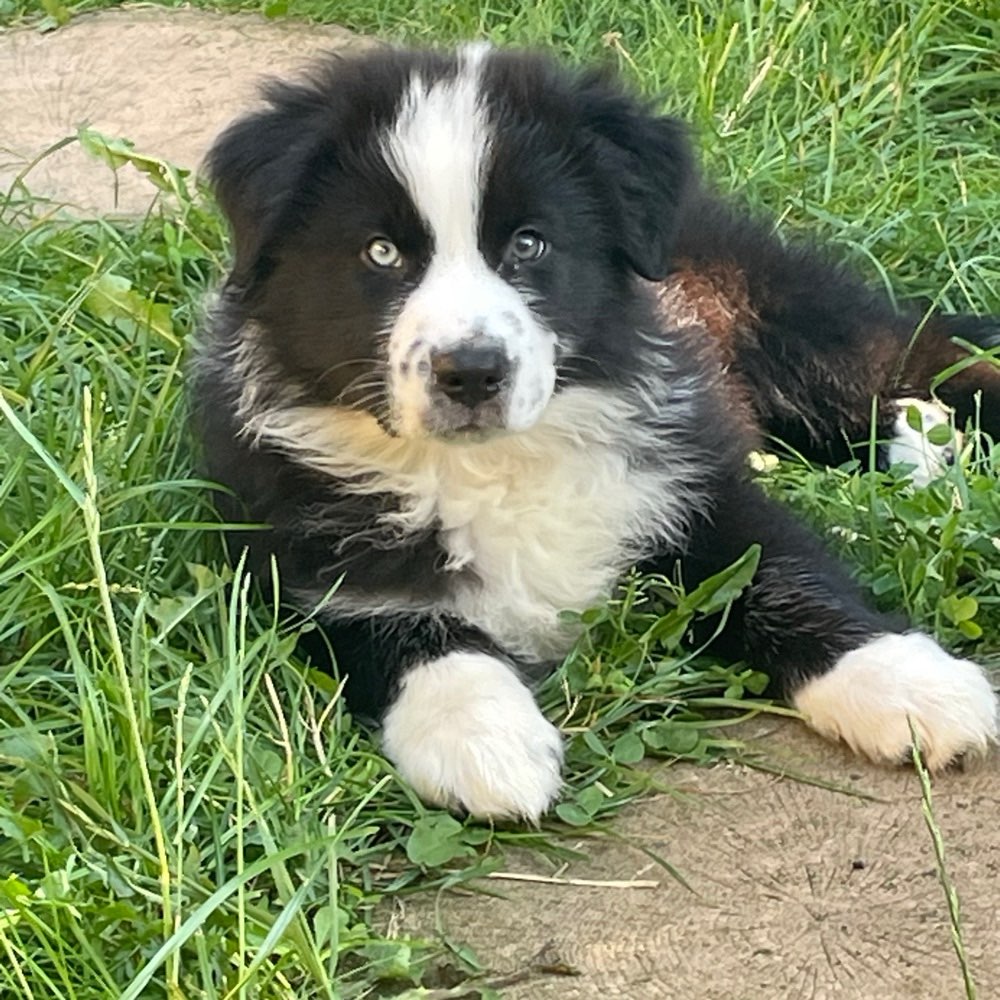 Hundetreffen-Spielgefährte |-Profilbild